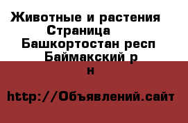  Животные и растения - Страница 11 . Башкортостан респ.,Баймакский р-н